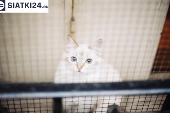 Siatki Płock - Zabezpieczenie balkonu siatką - Kocia siatka - bezpieczny kot dla terenów Płocka